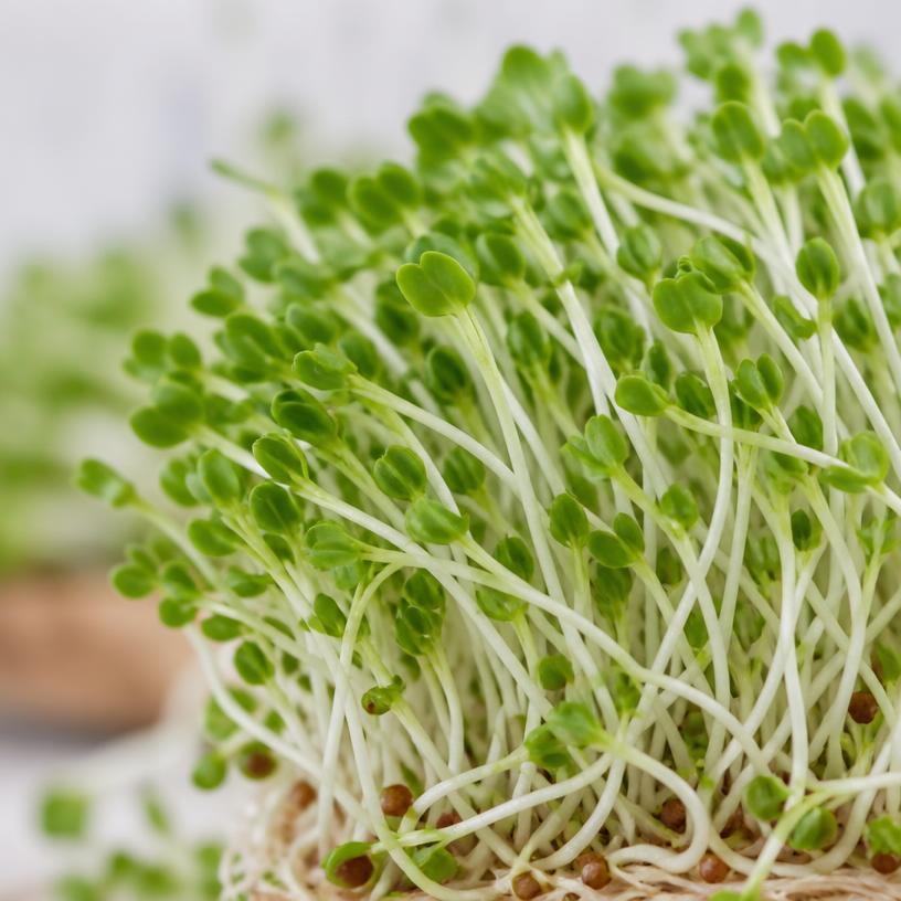 Fresh Alfalfa microgreens