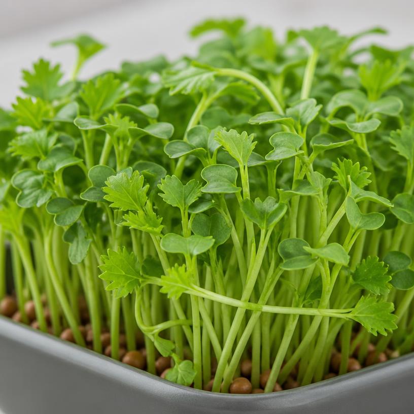 Fresh Mustard microgreens