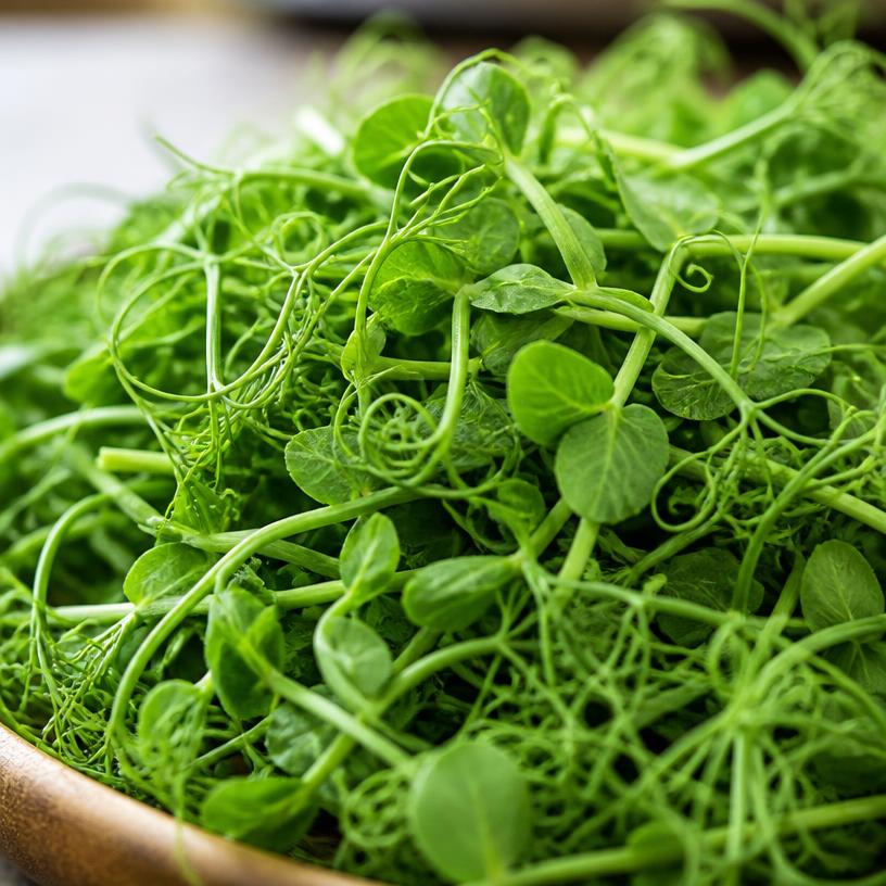 Fresh Pea Shoots microgreens