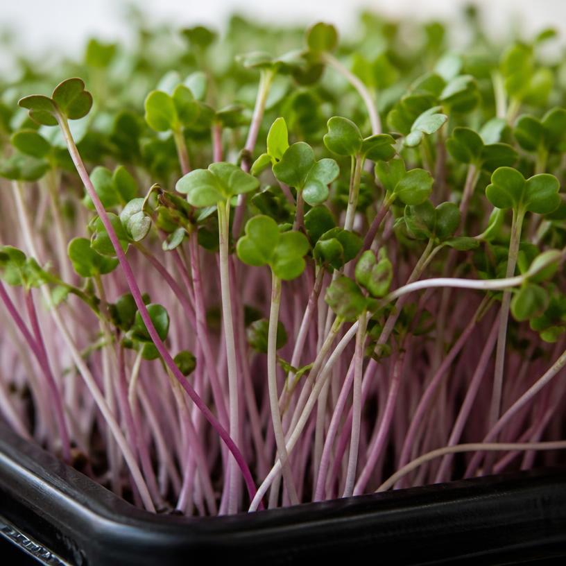 Fresh Radish microgreens