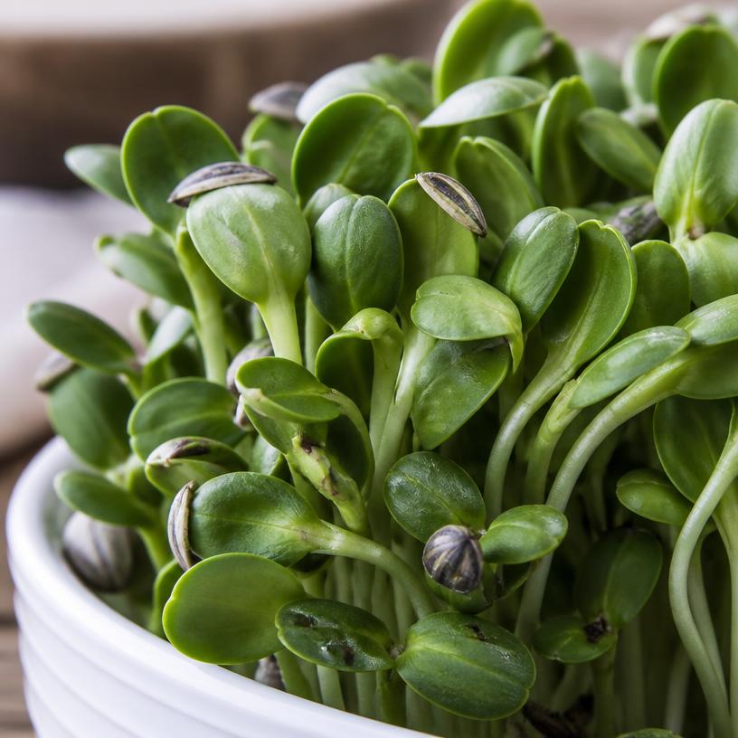 Fresh Sunflower microgreens